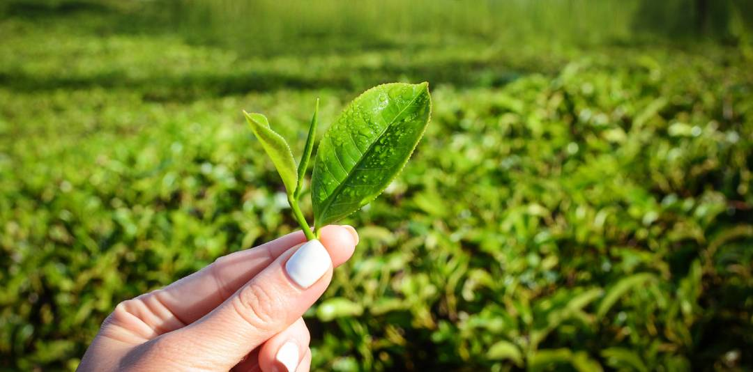 The Journey of Tea: From Leaf to Cup